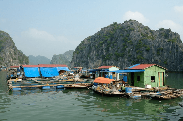 Halong Calling