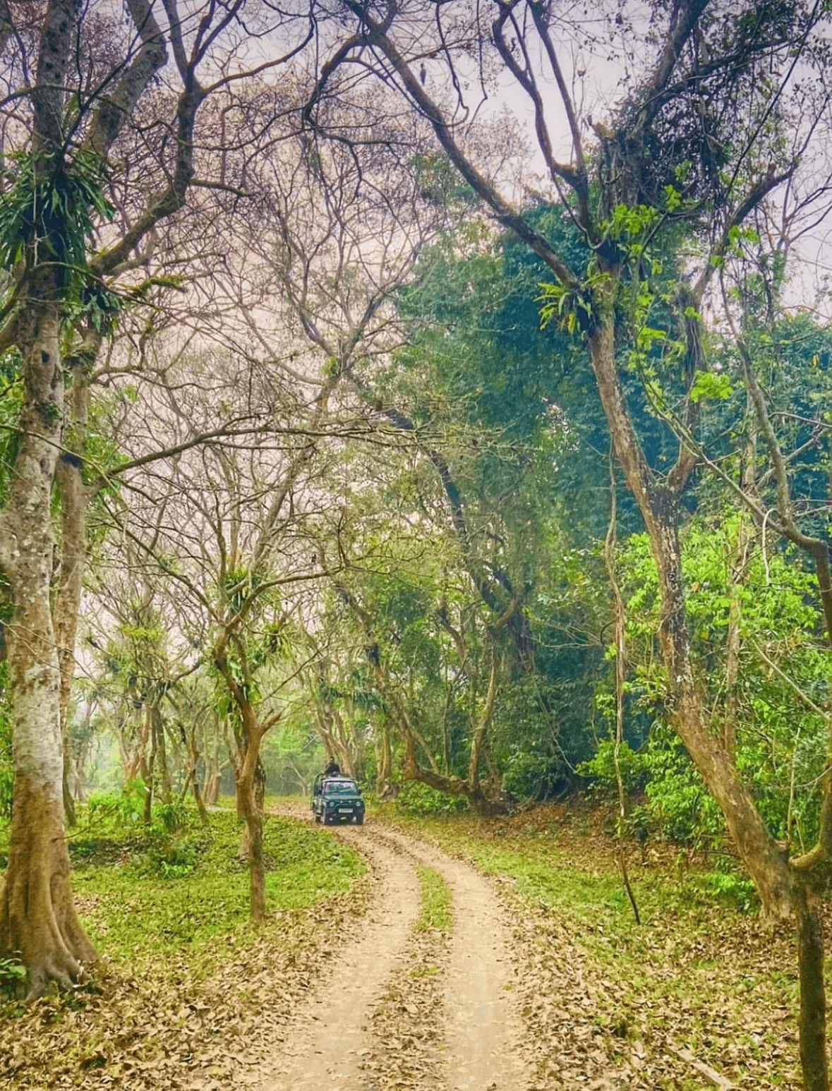 Traveller photo